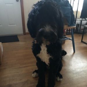 Meet your Posher, Jesse